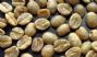 arabica coffee bean